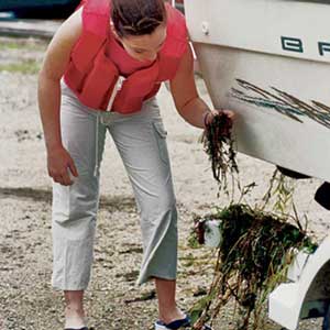 Woman observing invasive plant species on a boat trailer