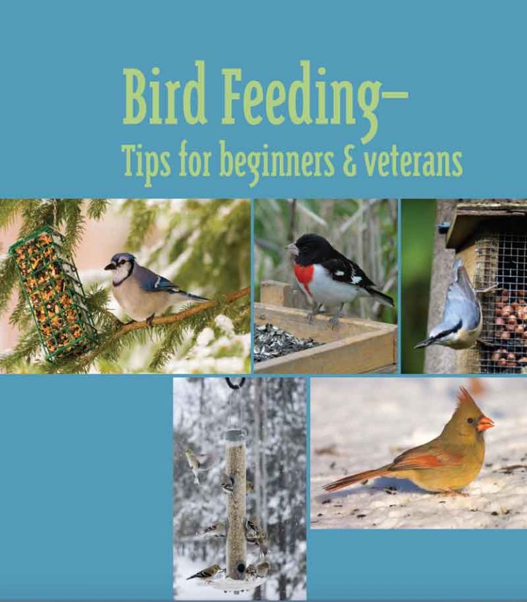 several different pictures of birds on feeders