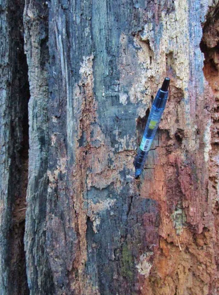 A rotting tree covered in a blue colored fungus