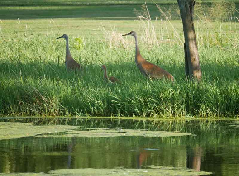 A family of sandhill cranes next to a pond