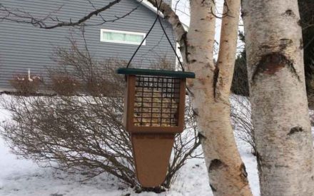 Five Tips for Winter Bird Feeding