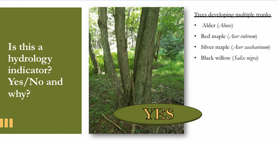 Example screen grab from a hydrology course with a quiz question about tree growth