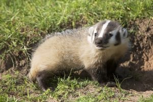 Time to Badger Down: What We Can Learn from Wisconsin’s State Animal