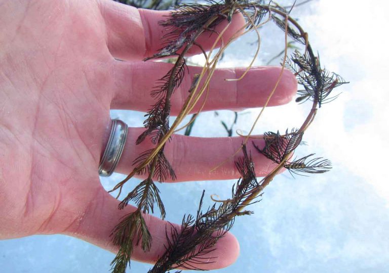 A closeup of a mans hand holding a invasive lake weed