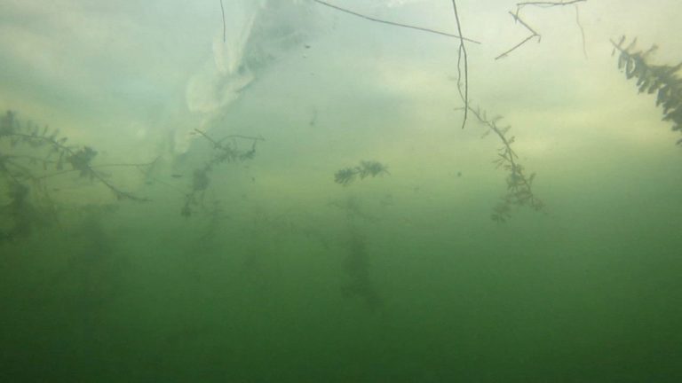 A very murky image of weeds taken from under the water