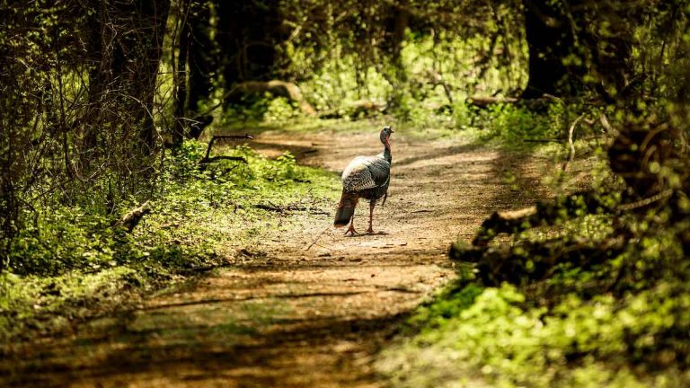 A single wild turkey walking on a forest path