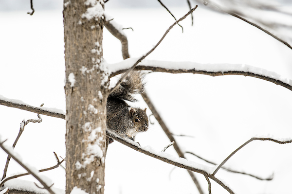 A snow-covered squirrel perches on a tree limb. Credit: Bryce Richter/UW–Madison