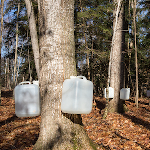 Sap collection buckets hanging from maple trees