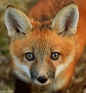A closeup image of a red fox looking straight into the camera