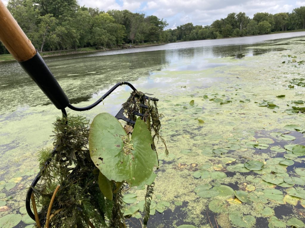 Lily pads and other green aquatic plants cling to a garden rake 