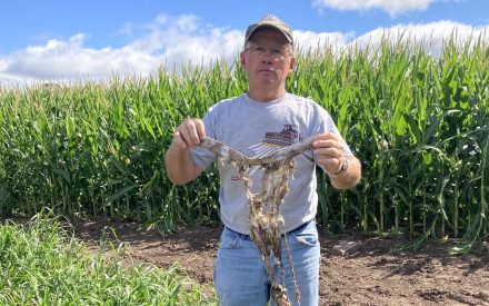 I see London, I see France, Farmers Buried Underpants (to Test Soil Health)