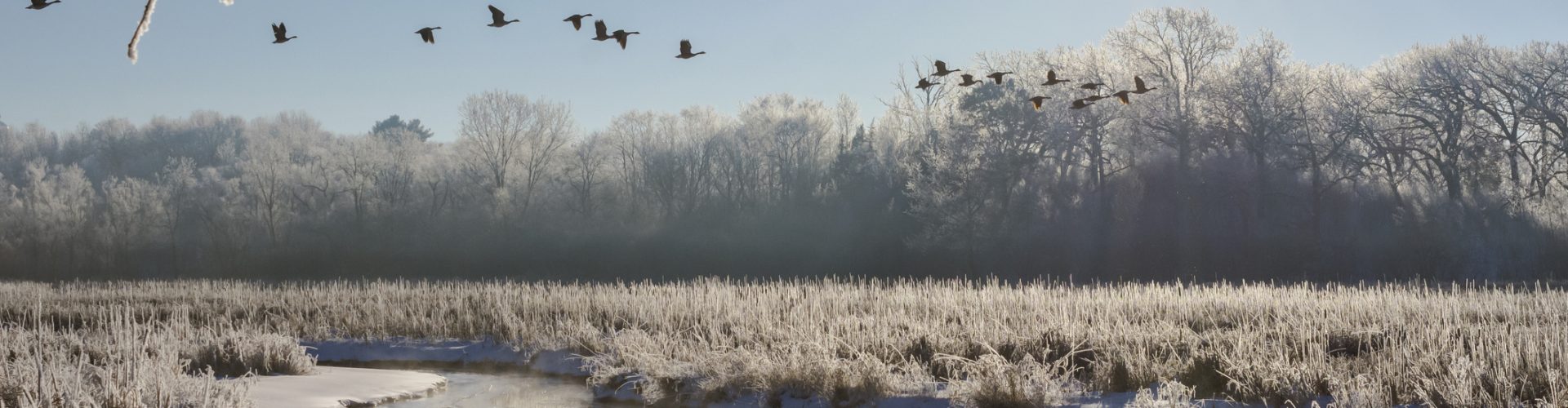 Geese fly over the Bark River in Waukesha County Wisconsin on a clear cold winter's morning. Hoar frost covers the river bottom.