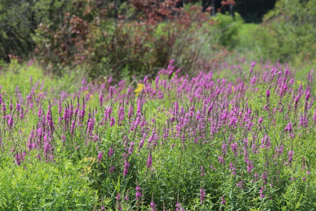 Purple loosestrife plants in natural environment