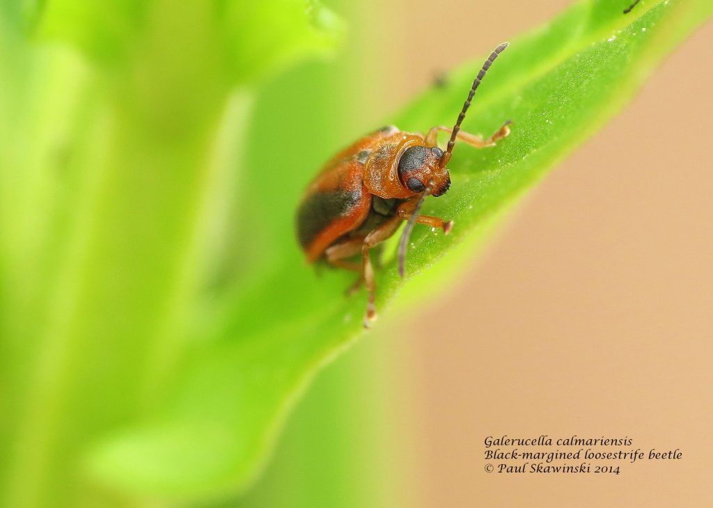 Orange and black Galerucella beetle resting on plant leaf.