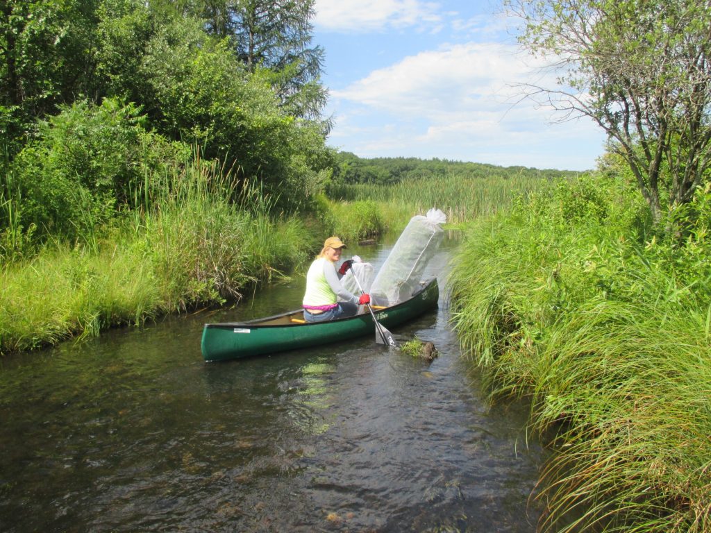 Woman paddles a canoe holding plants through a wetland area