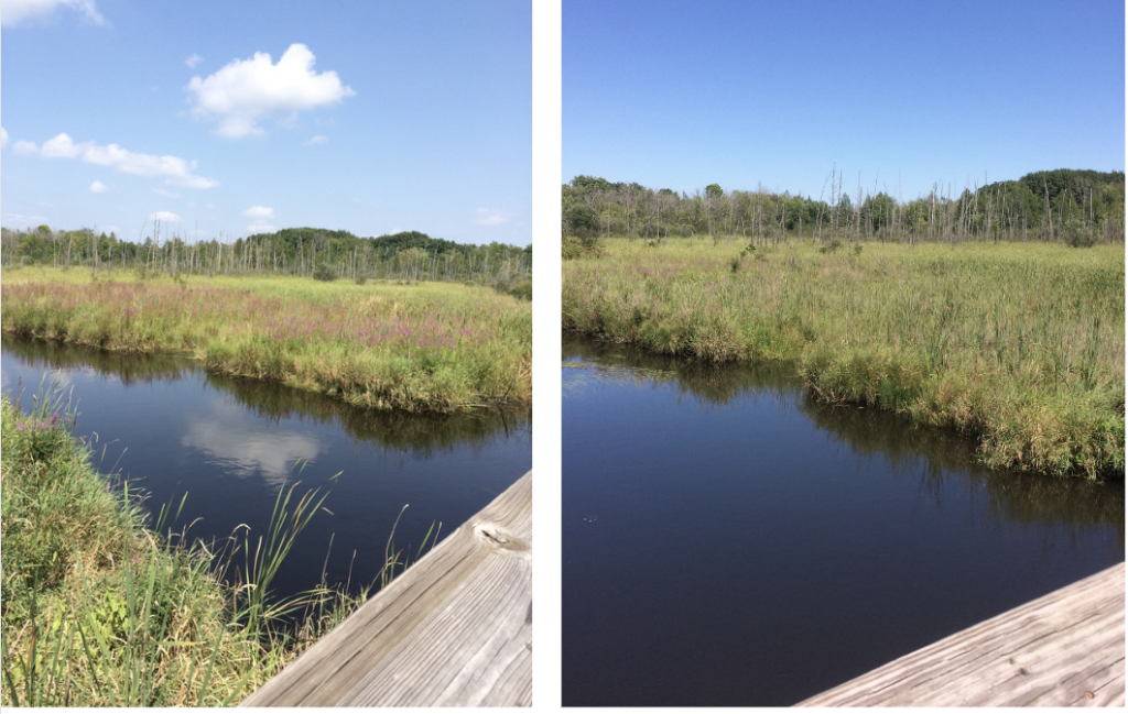 Biocontrol site along a waterway, depicts purple loosestrife plants on left, then cleared on right