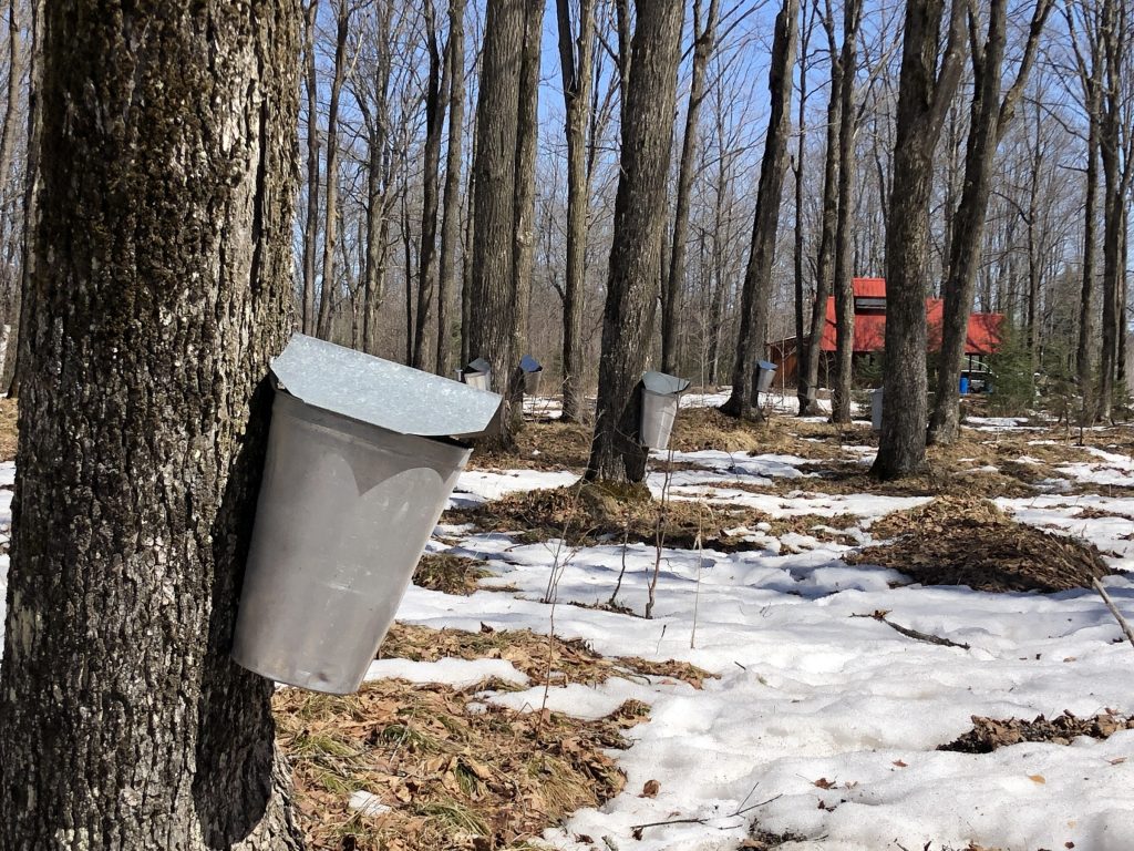 Maple syrup buckets mounted on trees in snowy spring forest