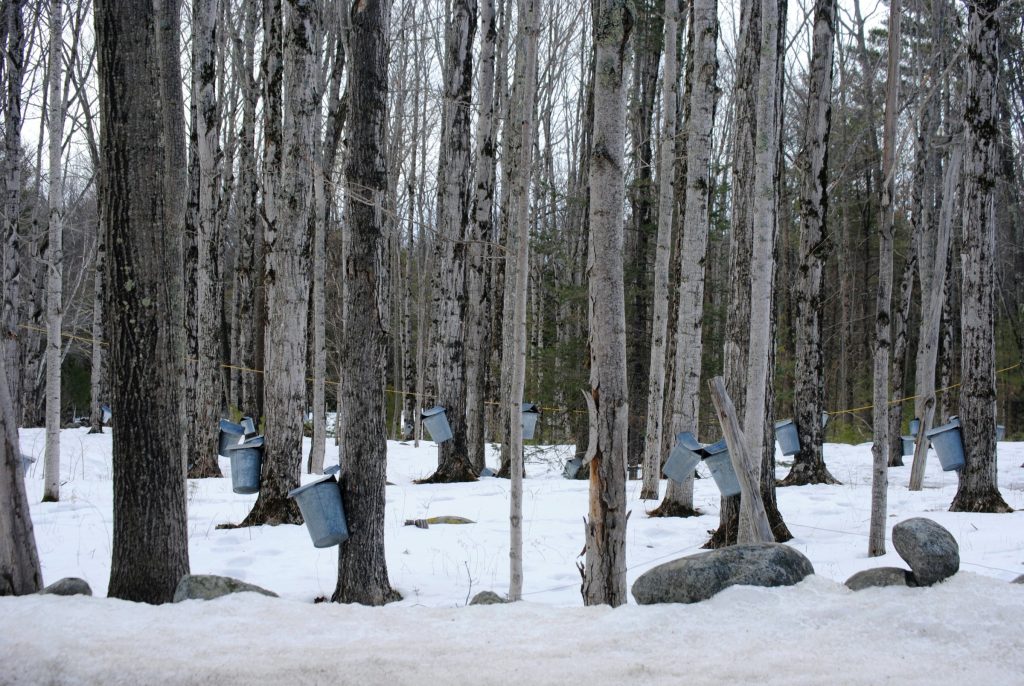 Winter forest with buckets mounted to trees to collect sap