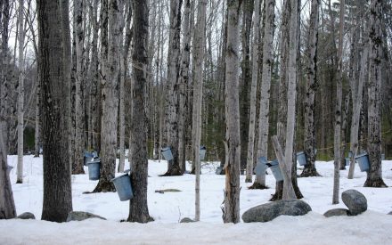 Empowering maple syrup producers as the climate changes