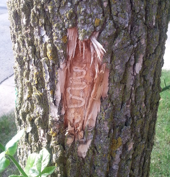 EAB larval trail on inside of a tree