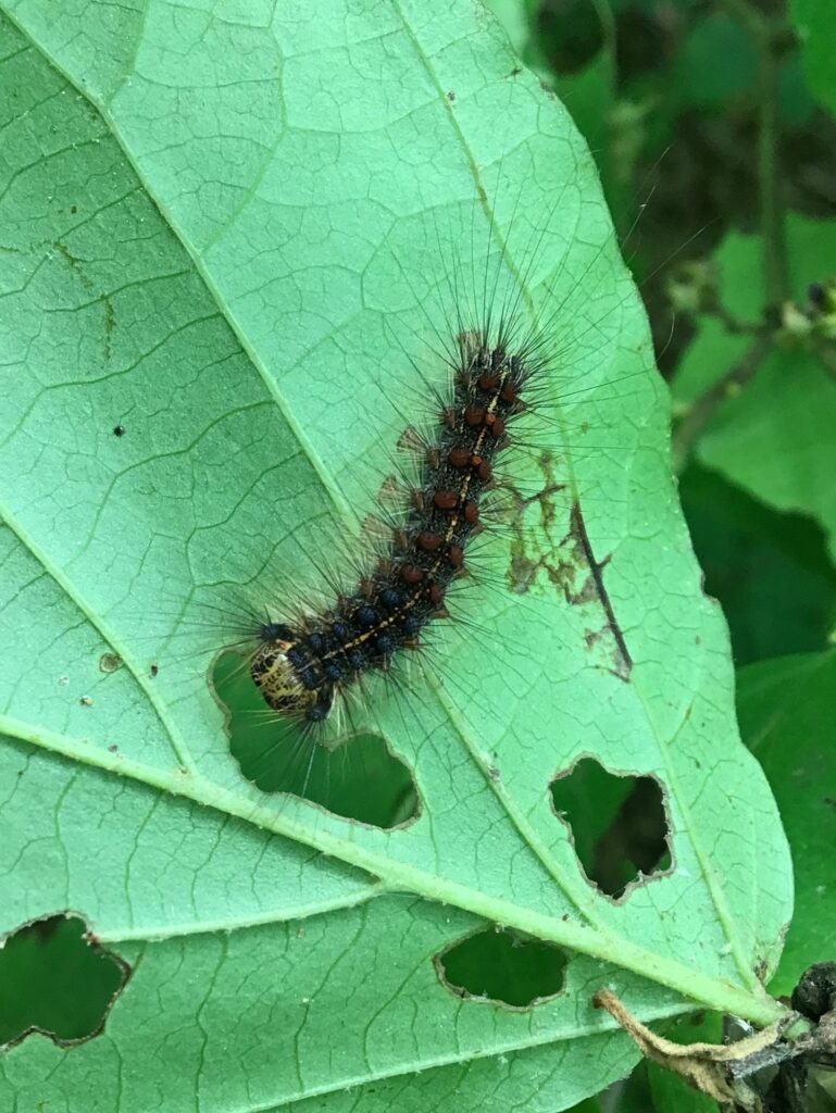 Spongy Moth caterpillar eats a leaf