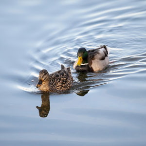 Two mallard ducks swimming in a lake