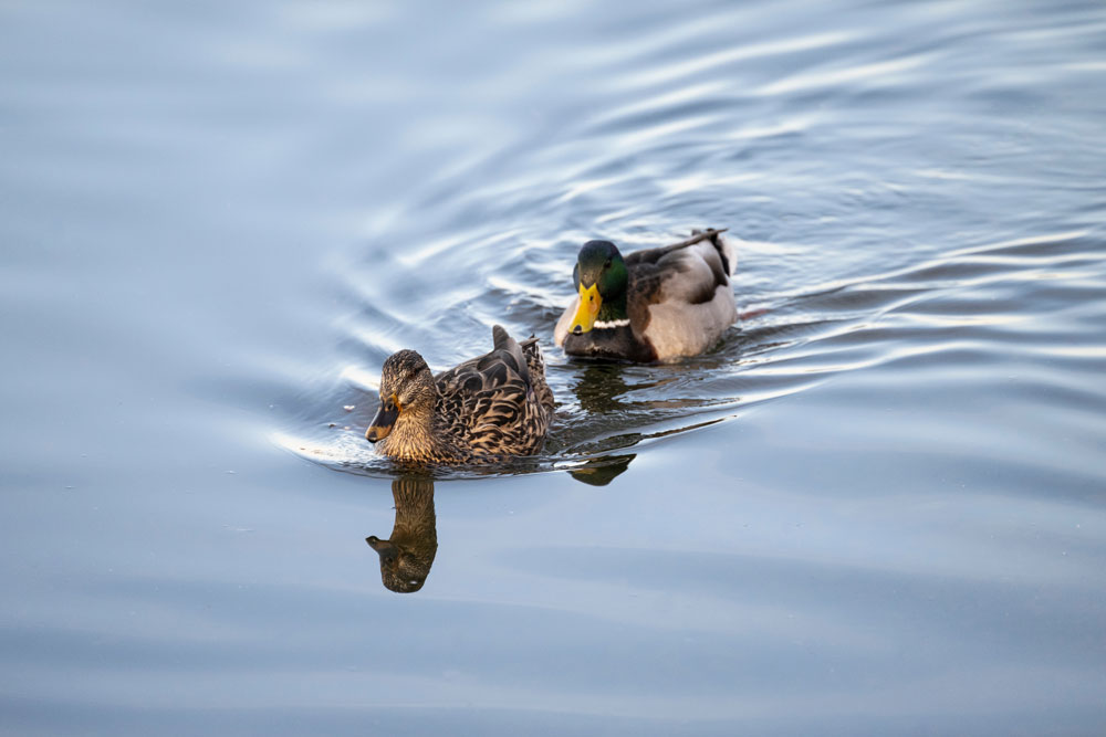 Two mallard ducks swimming in a lake