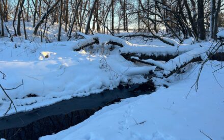 Winter forest covered in slow with a small creek running through it.
