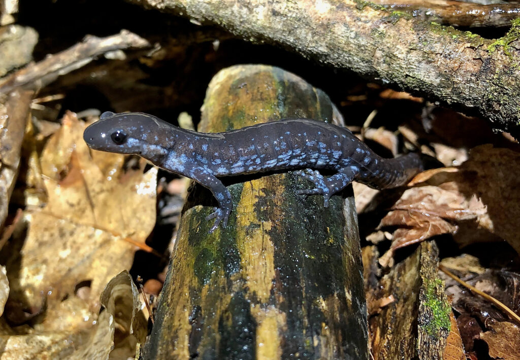 Blue and grey salamander perches on small log on forest floor