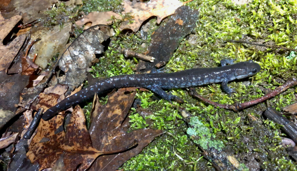 Blue and grey salamander walks along the forest floor