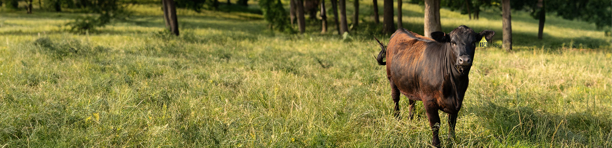 A black cow standing in a grassy field with a slightly wooded area behind it