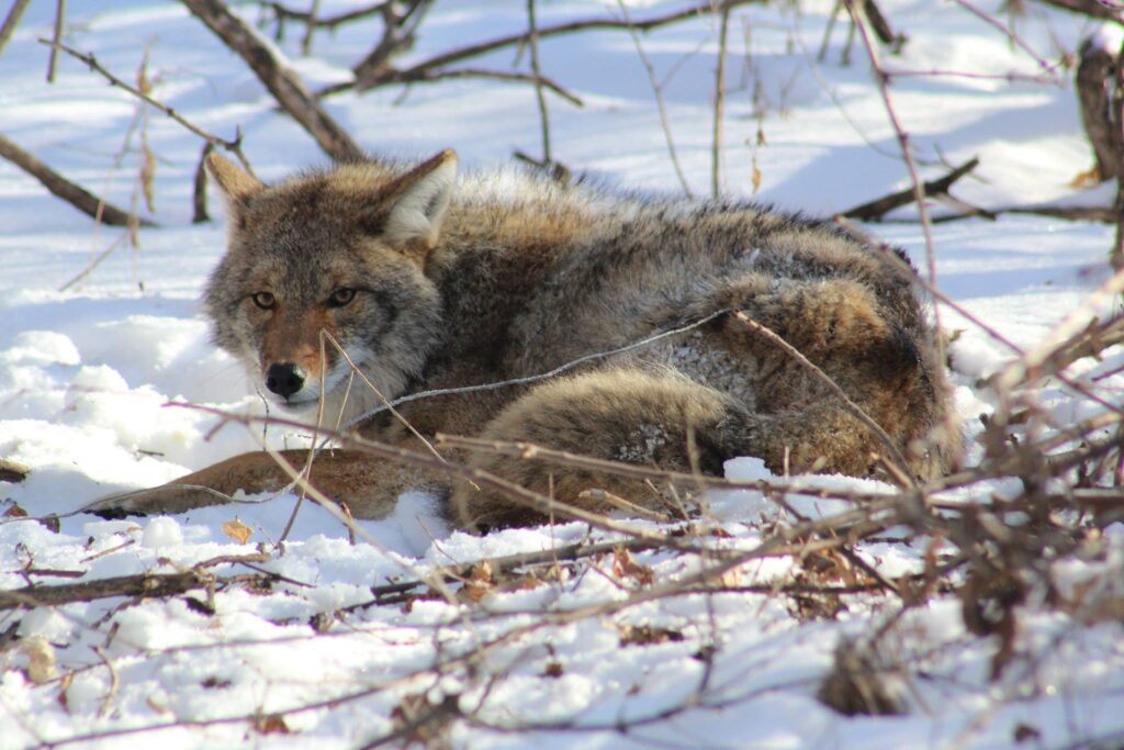 Coyote lays on snowy forest floor