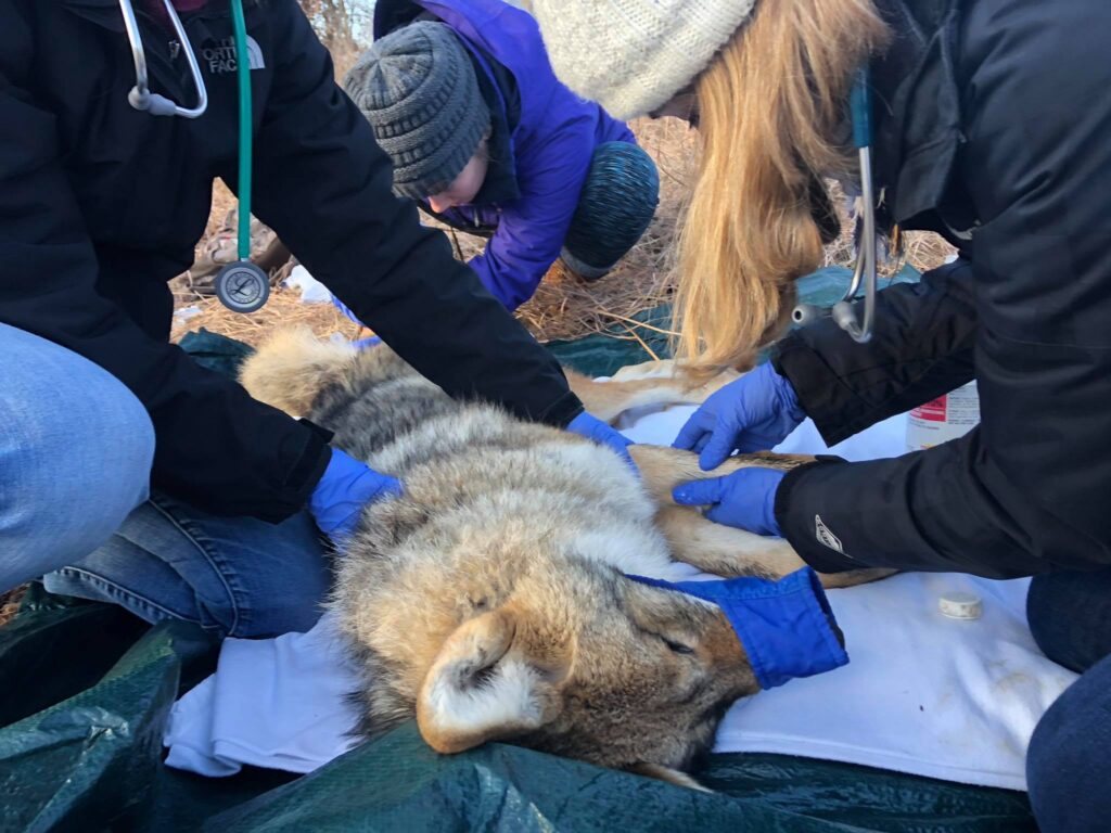 A sedated coyote lays on blanket, surrounded by scientists administering measurements.