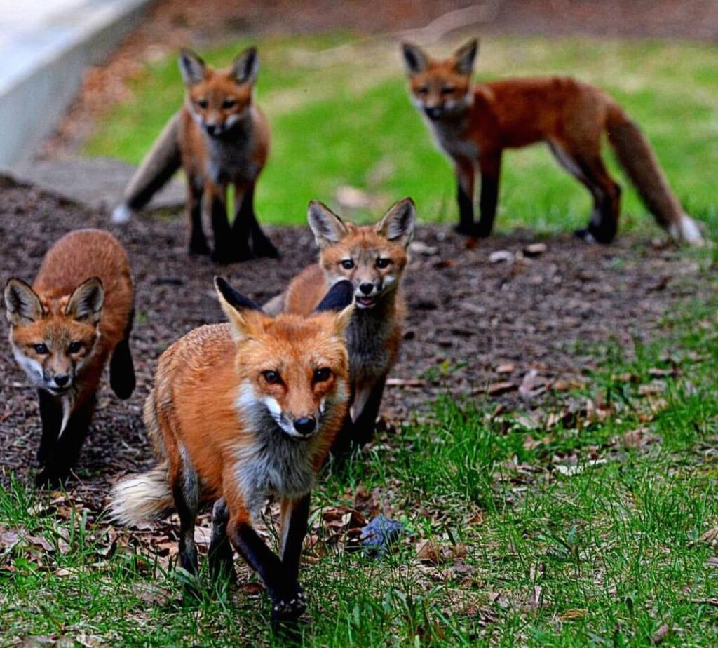 Five foxes stand in grassy patch near their den.