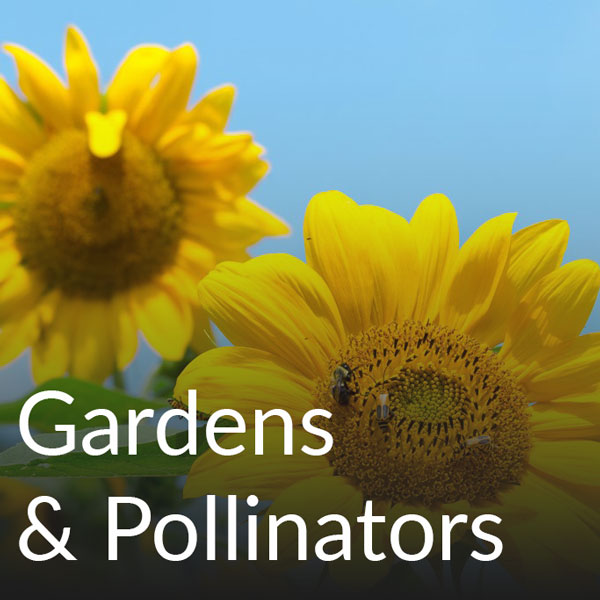 Gardens and pollinators