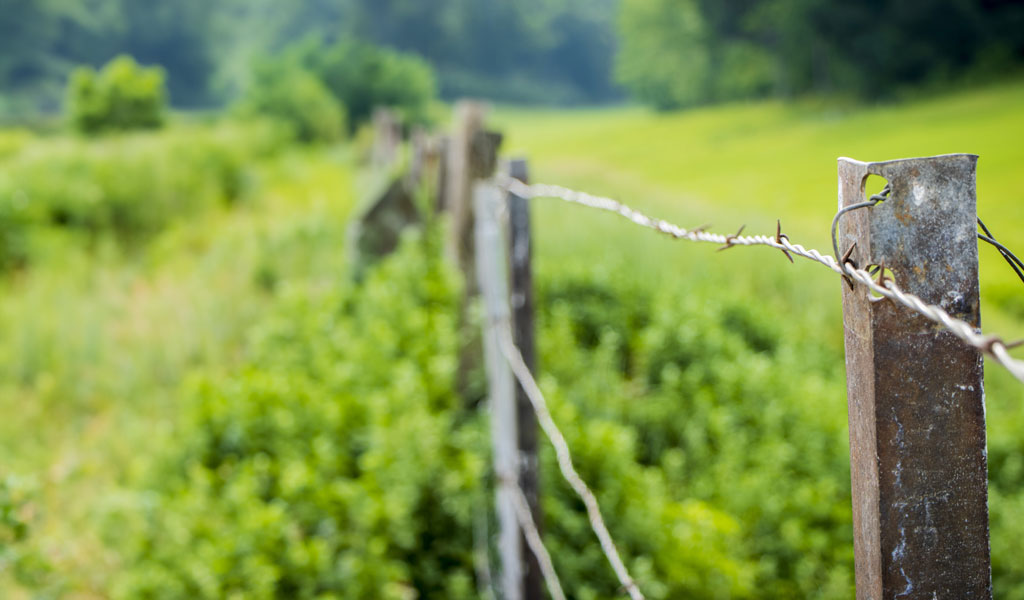 An old rusty barbwire fence leading off into the distance of grassy fields and a wooded a background