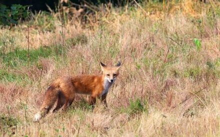 Red fox walks through field of grass