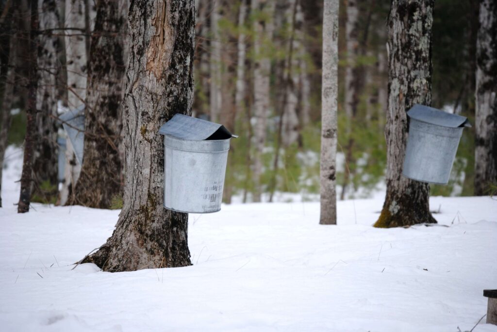Maple syrup collection bucket mounted on a tree in snowy forest