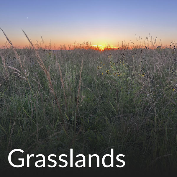 Grasslands