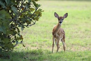A deer in a field