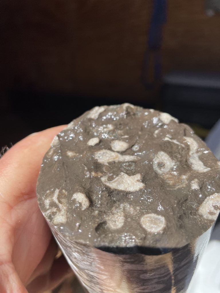 Fossil coral fragments which were locally common in the gray Maquoketa Shale core.