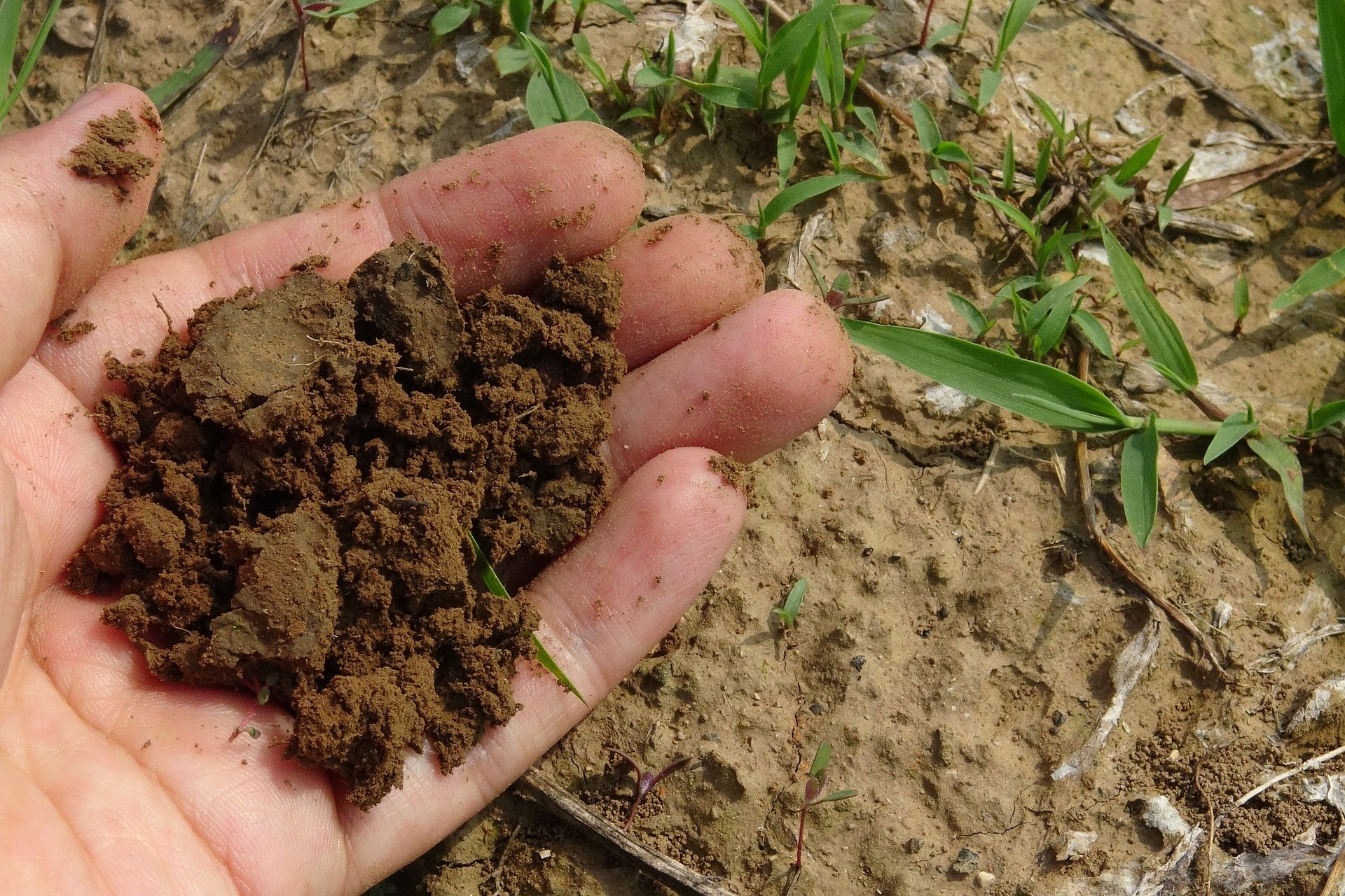 Hand holding what looks to be healthy clay soil