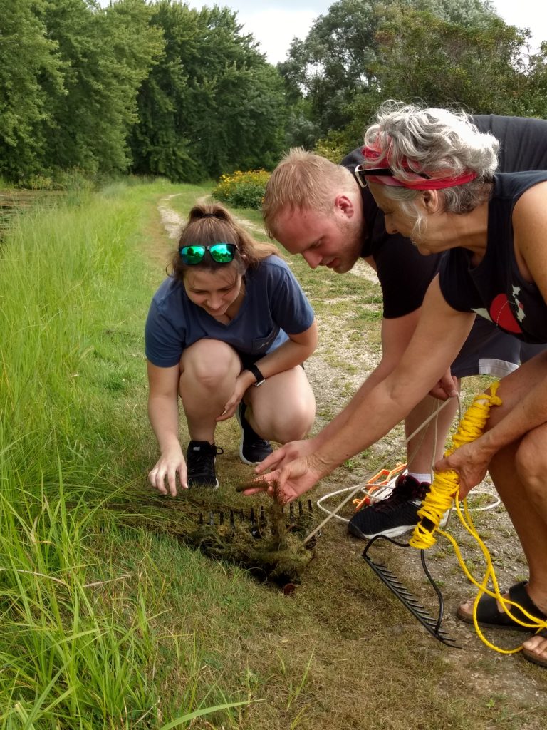 Three people knealing or pointing to a plant in a wetland. They have a rake and rope in their hands.