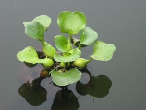 A close up look of water hyacinth