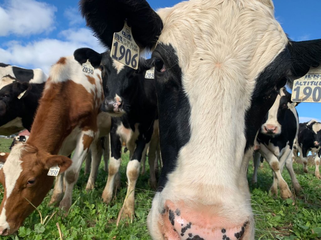 A closeup of several cows grazing