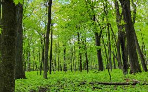 Wisconsin Forestry Center