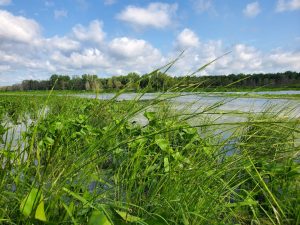 Restored wild rice in the Bay of Green Bay