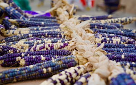 Tribes in Wisconsin and UW–Madison Forge Landmark Food Sovereignty Partnership
