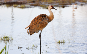 Wisconsin Center for Wildlife