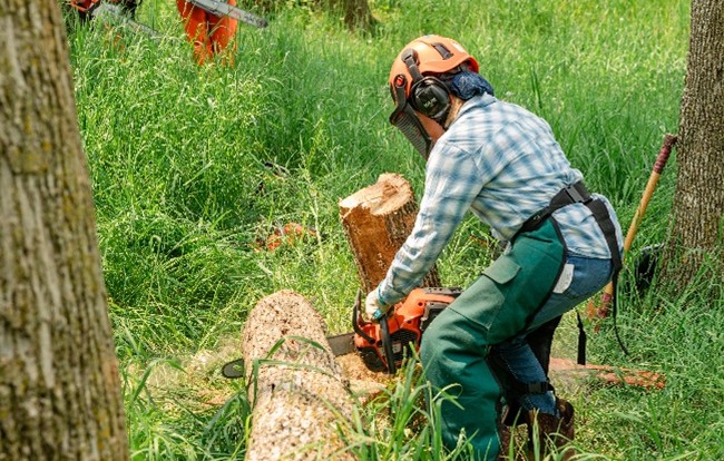 A women using a chainsaw to cut a tree. The women is wearing personal protective equipment.